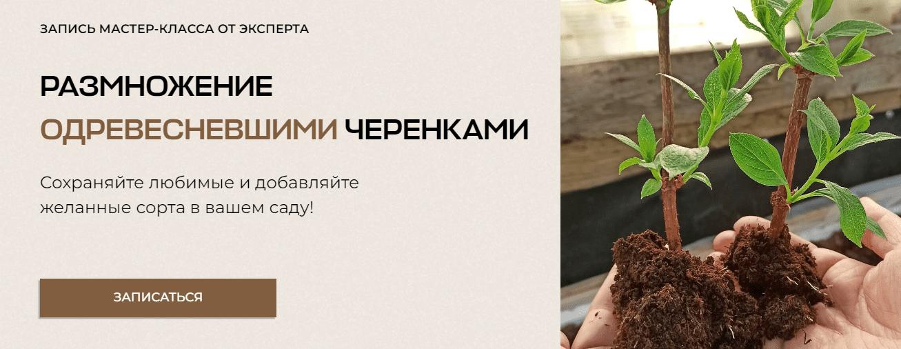 [Умный садовник] Владимир Задоркин - Размножение одревесневшими черенками (2023)